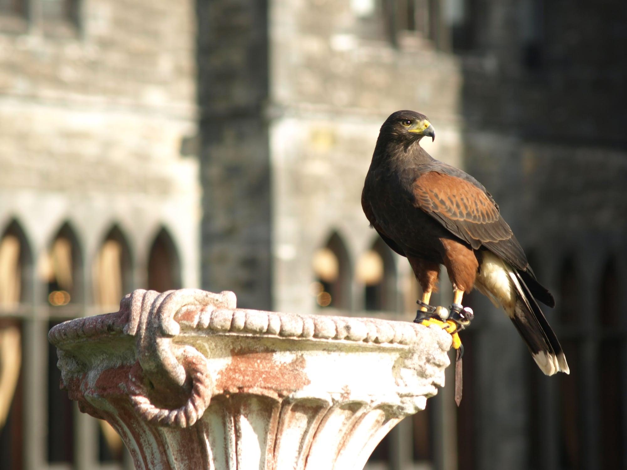 Ashford Castle Hotel Cong Kültér fotó